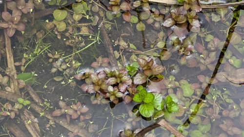 Ludwigia ovalis, photograph 5