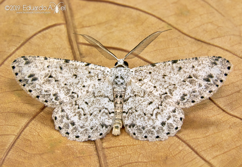 Glena mopsaria