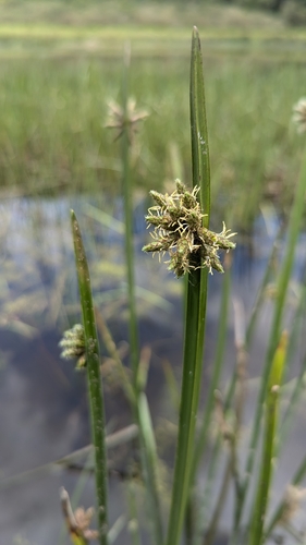 Image of Bog Bulrush (Schoenoplectiella mucronata) by (c) Cheng-Te Hsu, some rights reserved (CC BY)