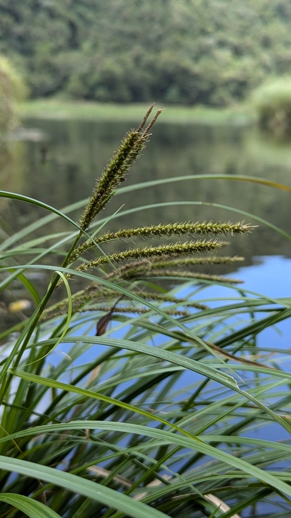 Carex nemostachys