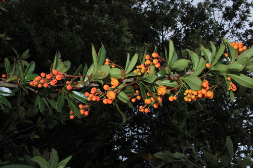 Berberis samacana