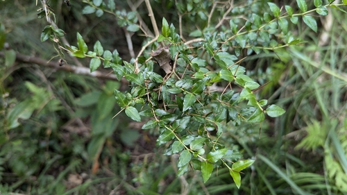 Image of Damnacanthus indicus by (c) Cheng-Te Hsu, some rights reserved (CC BY)
