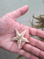 Astropecten irregularis