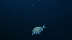 Common sar