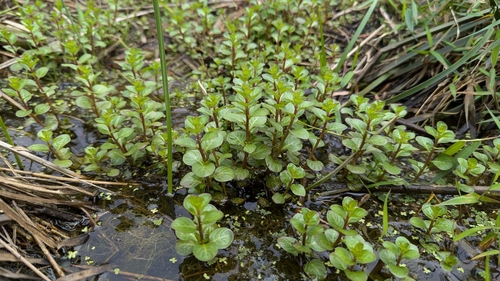 Ludwigia ovalis, photograph 4