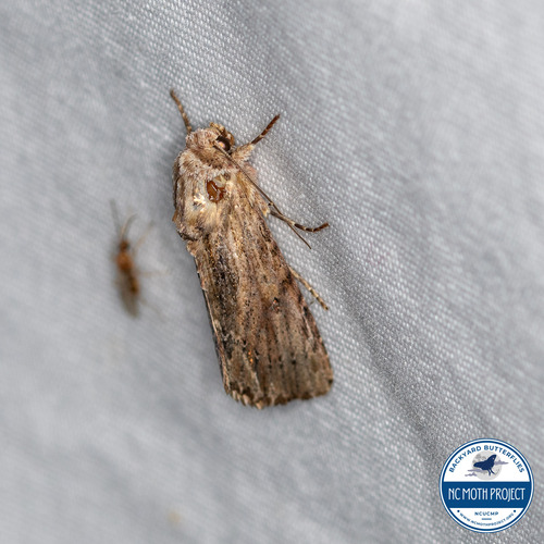 Southern Armyworm Moth photo 2