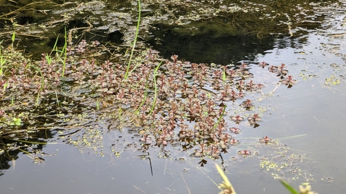 Ludwigia ovalis, photograph 2
