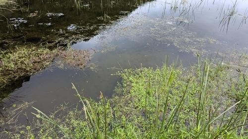 Ludwigia ovalis, photograph 3