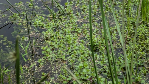 Ludwigia ovalis