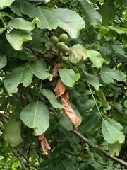 Juglans regia — photo 2