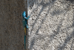 Acanthocercus gregorii