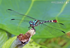 Erpetogomphus eutainia