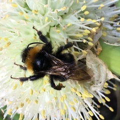 Bombus vestalis