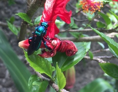 Exaerete