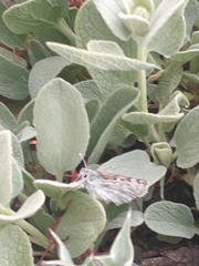 Muschampia tessellum nomas