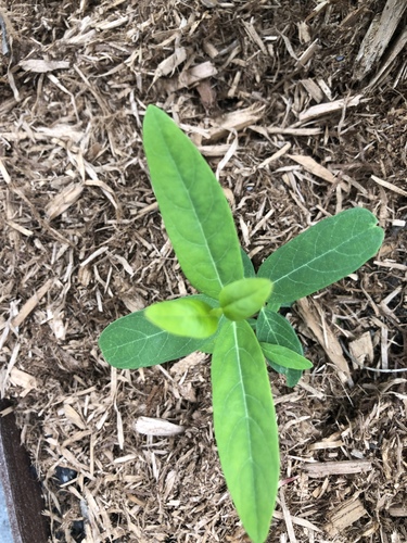 American-hemp seedling