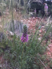 Dalea searlsiae