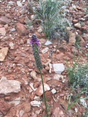 Dalea searlsiae