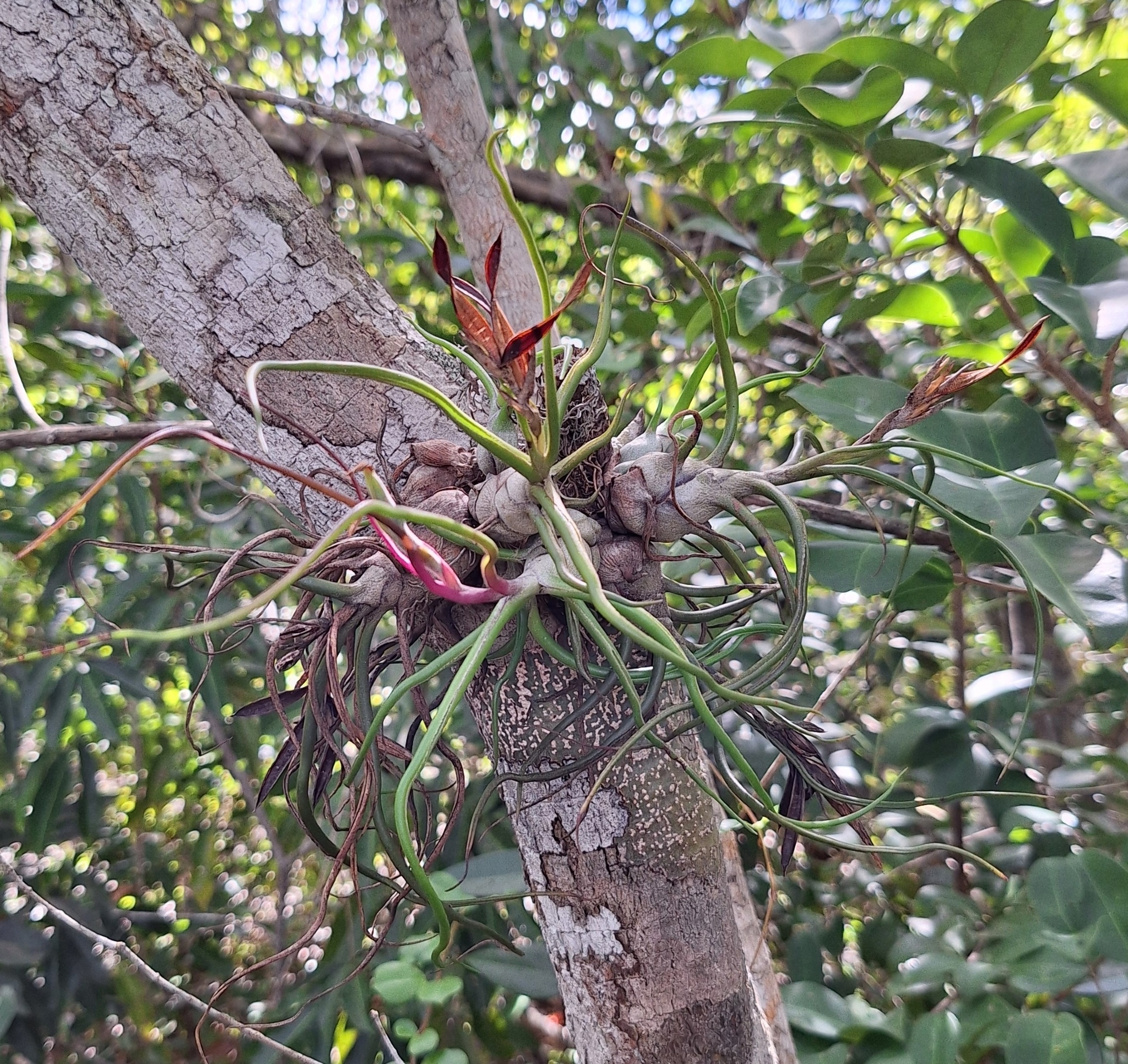 Tillandsia bulbosa
