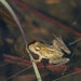 Florida Cricket Frog - Photo (c) John Sullivan, some rights reserved (CC BY-NC), uploaded by John Sullivan