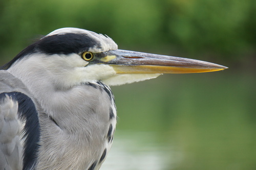 Garza real (Ardea cinerea)