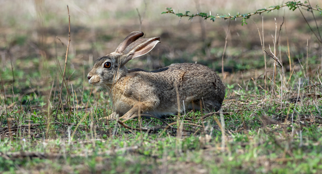Abyssinian Hare