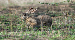 Lepus habessinicus
