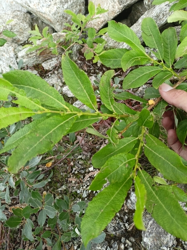 Image of Salix appendiculata by (c) Malte Krömer, some rights reserved (CC BY)