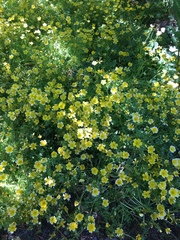 Limnanthes