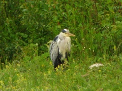 Ardea cinerea