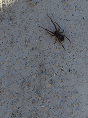 Steatoda