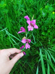 Gladiolus