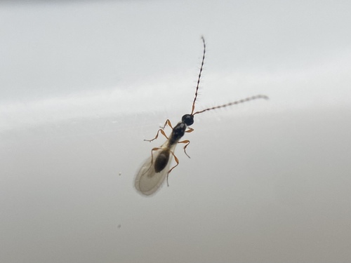 Trichopria verticillata