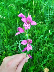 Gladiolus