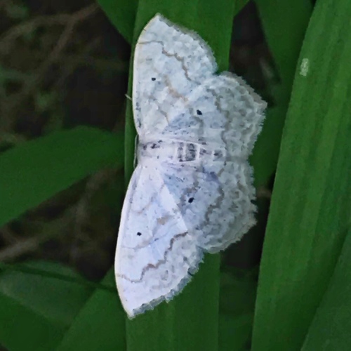 Large Lace-border Moth photo 5