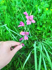 Gladiolus