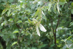 Sapium lateriflorum