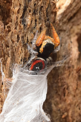 Phidippus cruentus