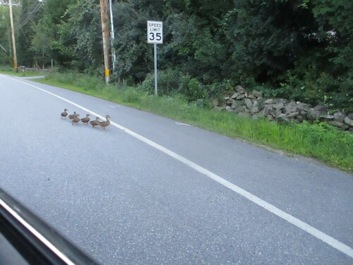 Mallard photographed in New Hampshire