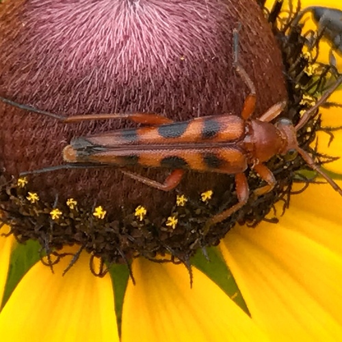 Six-spotted Flower Longhorn Beetle photo 3
