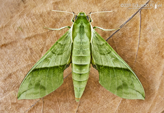 Xylophanes tyndarus