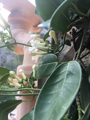 Stephanotis floribunda