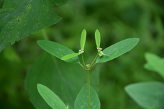 Euphorbia graminea