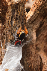 Phidippus cruentus