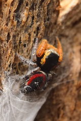 Phidippus cruentus