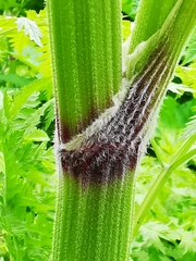 Anthriscus sylvestris nemorosa