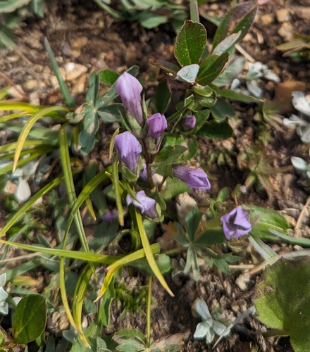 Image of Gentianella propinqua by (c) Caleb Catto, some rights reserved (CC BY)