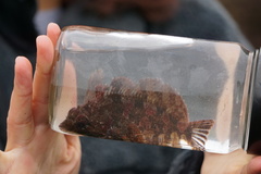 Hemilepidotus hemilepidotus