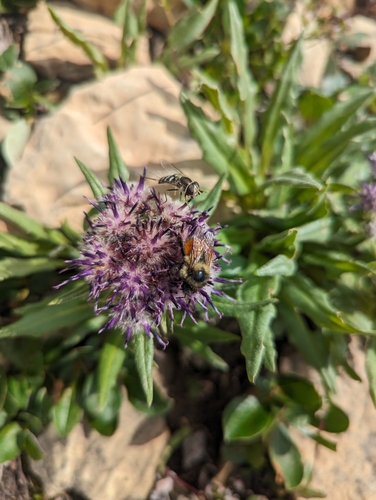 Image of Saussurea nuda by (c) Caleb Catto, some rights reserved (CC BY)
