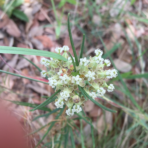 Asclepias verticillata
